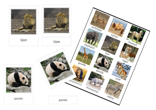 12 Wild Animal Cards