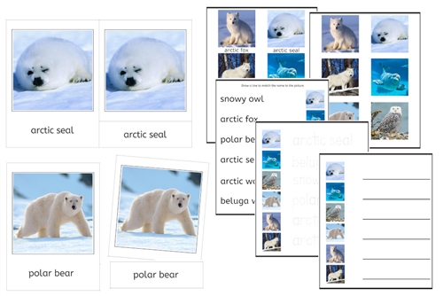 6 Arctic Animals Cards