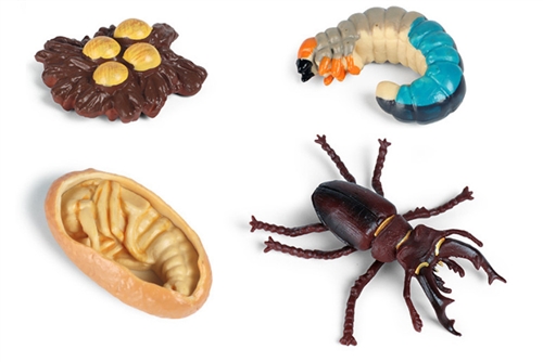 Models of Stag Beetle Life Cycle