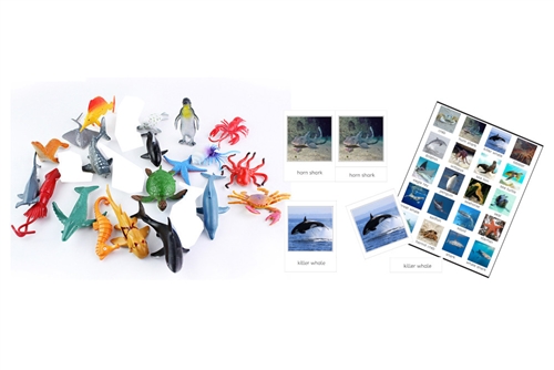 IFIT Montessori: 20 Marine Animals