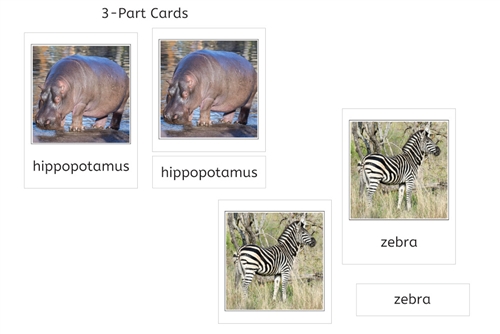 3 Part Cards - Animals of Africa