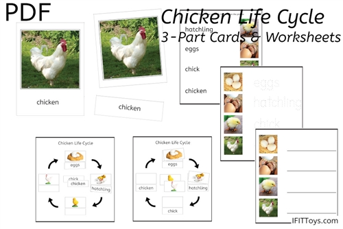 Duck Life Cycle 3-part Cards & Worksheets PDF / Montessori 