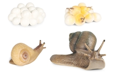 Models of Snail Life Cycle