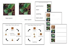 Green Bean Plant Life Cycle Cards